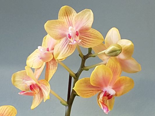 Danny's Orchid Therapy