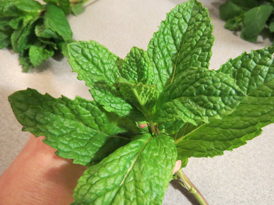 Keeping it Simple: Sensory-based Garden Programming