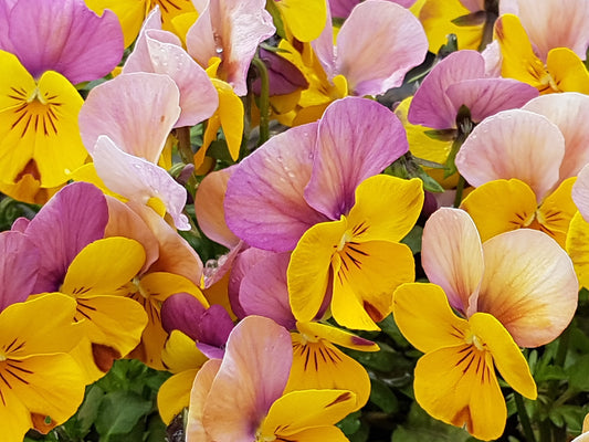 How to Choose Sensory Plants for Raised Planters (While Avoiding Costly Eye Candy)