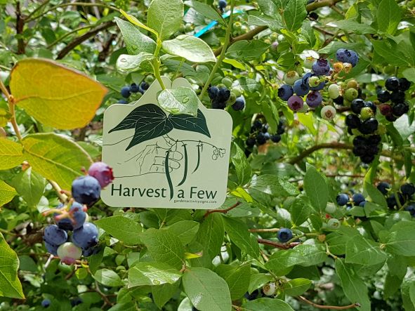 Single Plant Tags