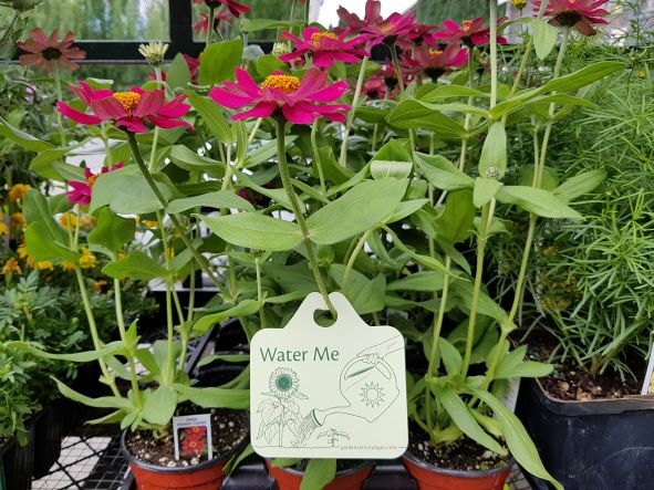 Single Plant Tags
