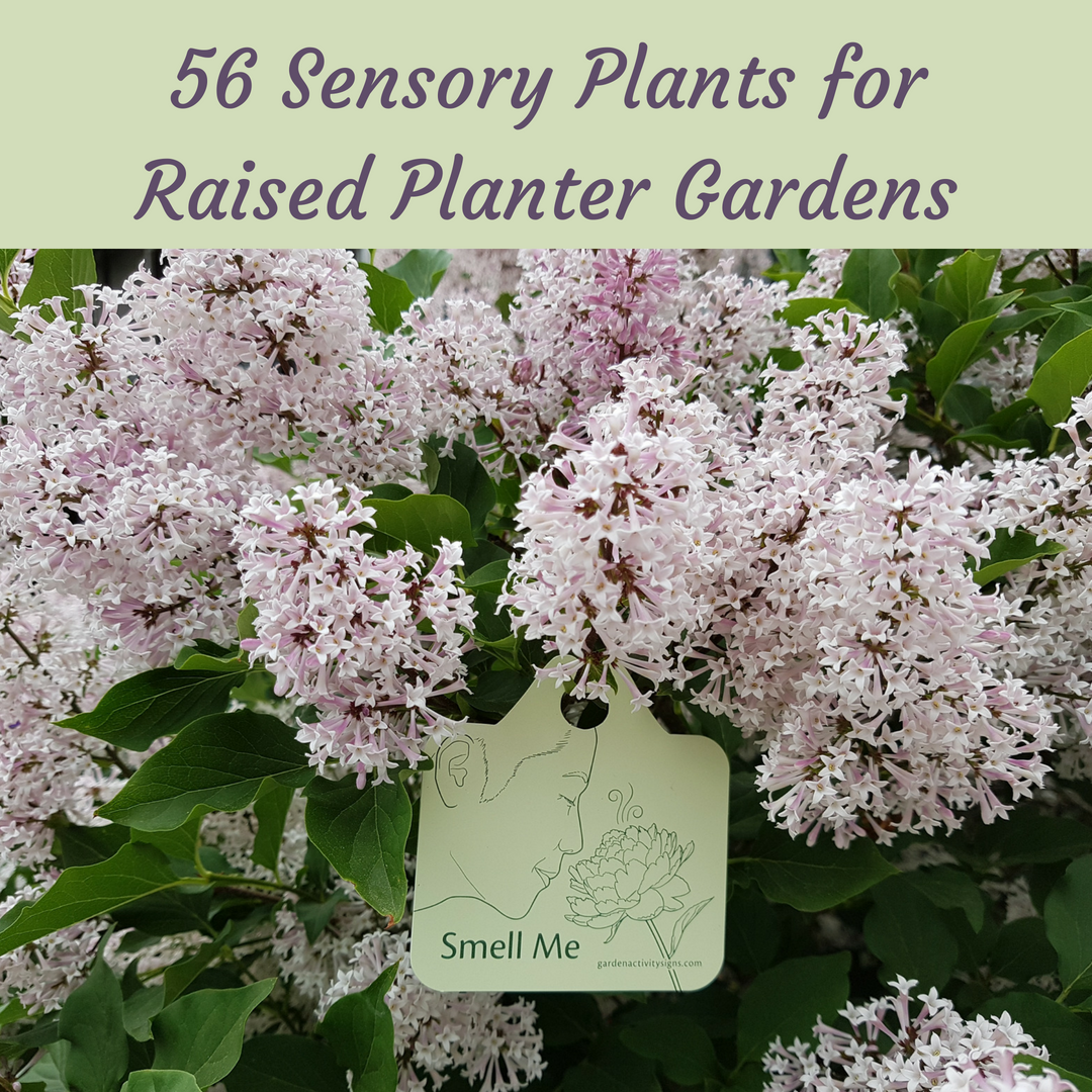 56 Sensory Plants for Raised Planter Gardens