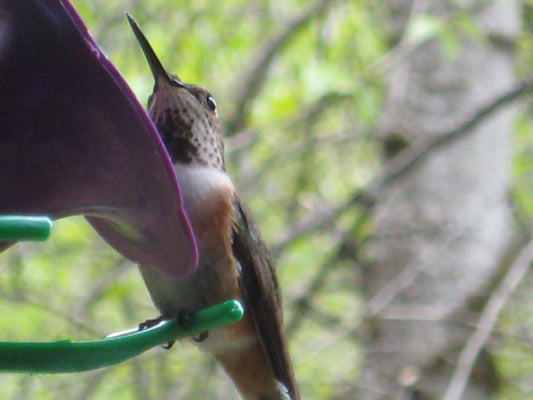 How I Started a Therapeutic Birding Program