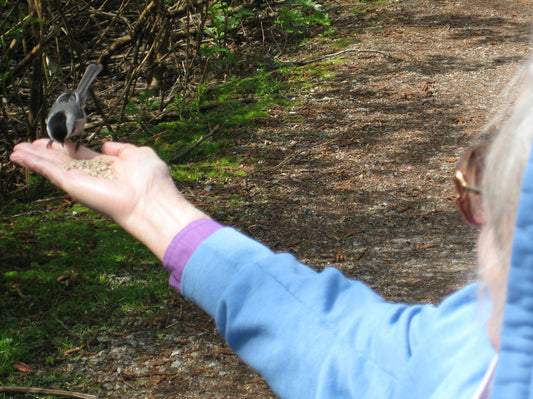 11 Simple Therapeutic Birding Activities You Can Facilitate