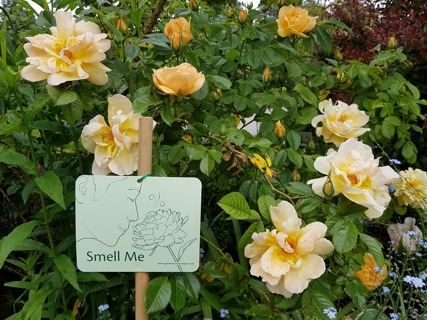 6 Attachable Sensory Garden Signs
