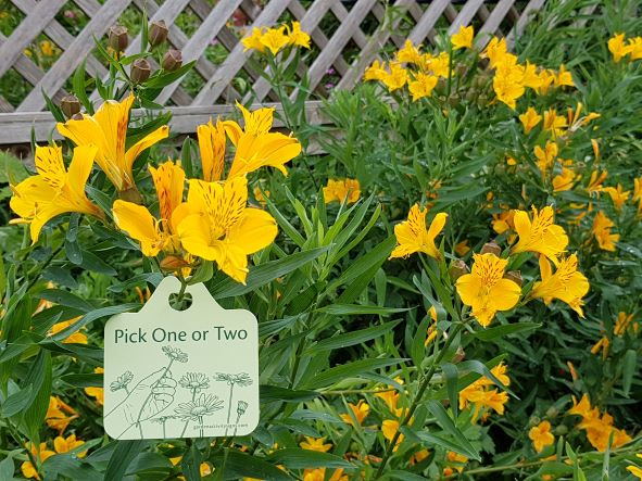 Single Plant Tags